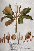 unknow artist, Magnolia Altissima